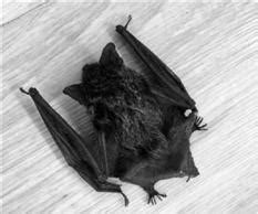 家裡 蝙蝠|蝙蝠資訊站 Bats information about Taiwan